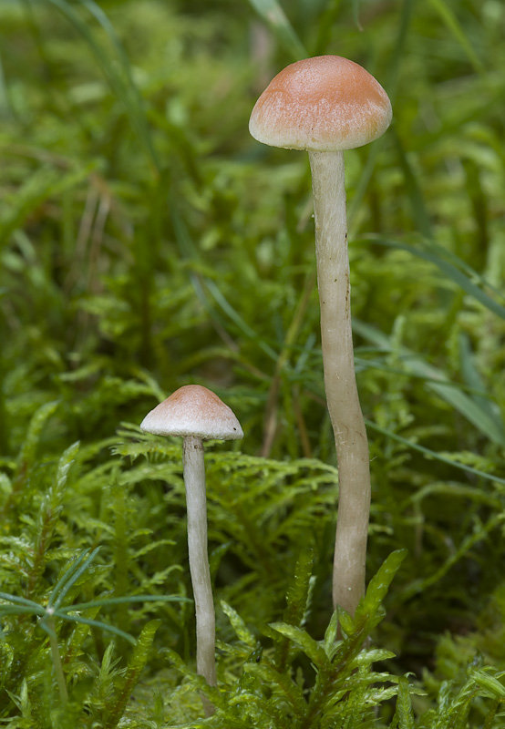 Hypholoma polytrichi